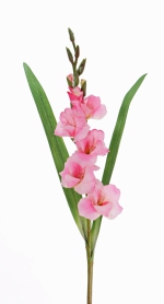 Gladiool (Zwaardlelie) (Gladiolus) 83cm